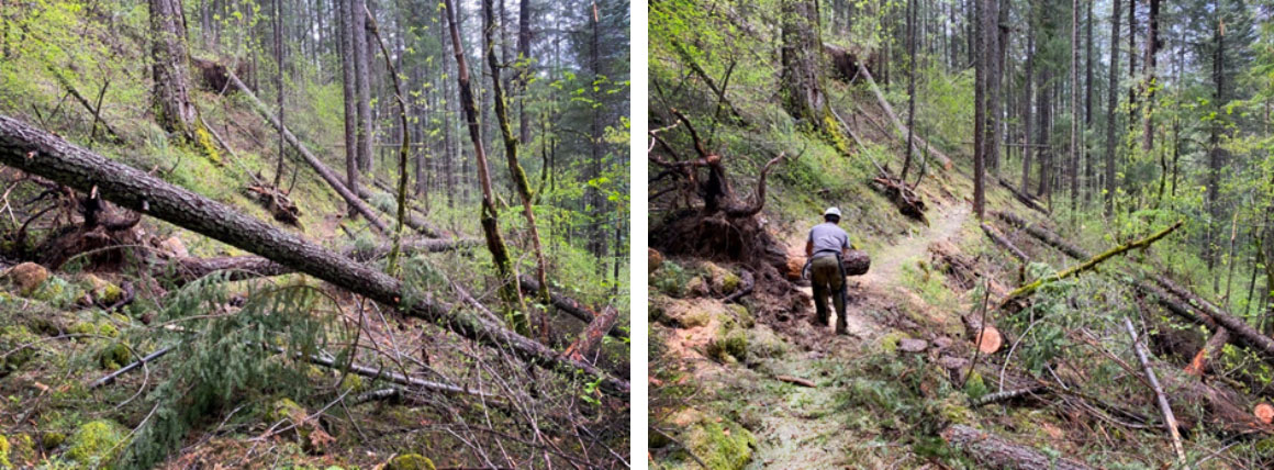 Cutting out logs from the North Yuba Trail